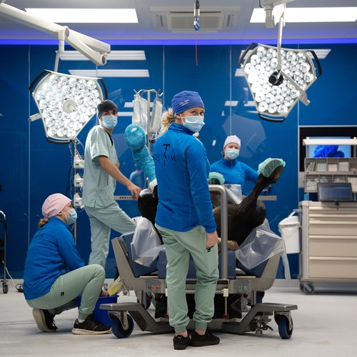surgery celine